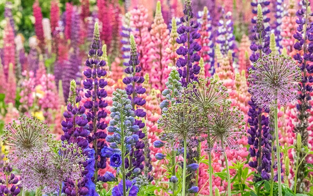 Oregon-Salem-colorful garden with Russell Lupine and Allium in full bloom